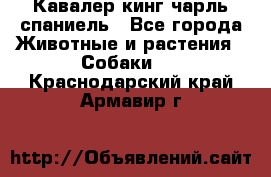 Кавалер кинг чарль спаниель - Все города Животные и растения » Собаки   . Краснодарский край,Армавир г.